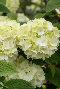 Viburnum plicatum 'Opening Day' - Japanse Sneeuwbal