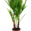 Washingtonia robusta - Mexicaanse waaierpalm