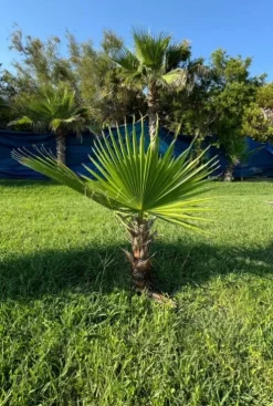 Washingtonia robusta - Mexicaanse waaierpalm