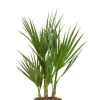 Washingtonia Robusta - Mexicaanse Waaierpalm