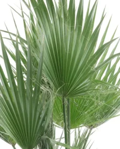 Washingtonia Robusta multitrunk - Mexicaanse Waaierpalm