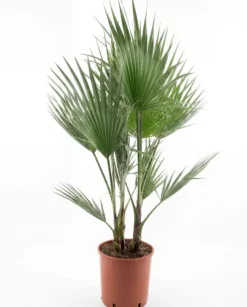 Washingtonia Robusta multitrunk - Mexicaanse Waaierpalm
