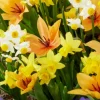 Wilde bloemen mix - 50 bollen