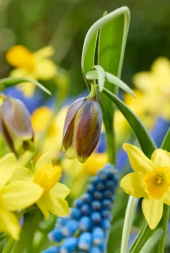 Wilde bloemen mix - 50 bollen