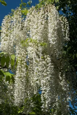Wisteria Alba - Witte regen