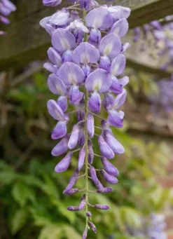 Wisteria sinensis Prolific - Blauweregen