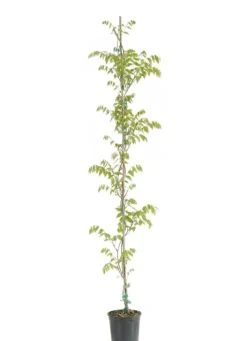 Wisteria sinensis Prolific - Blauweregen