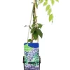 Wisteria Sinensis Prolific - Blauweregen