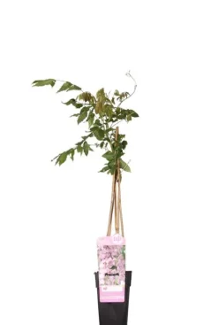 Wisteria Sinensis Rosea - Roze regen