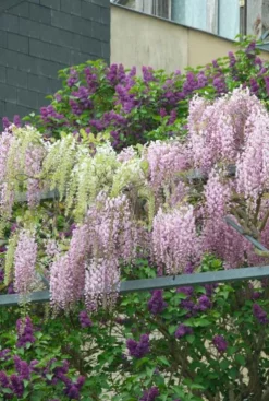 Wisteria Sinensis Rosea - Roze regen