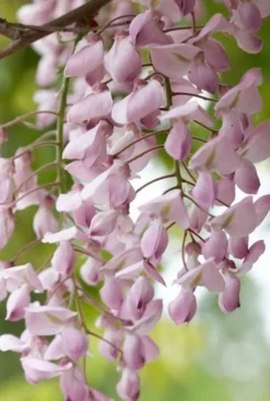 Wisteria Sinensis Rosea - Roze regen