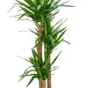 Yucca Elephantipes - Palmlelie