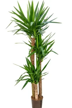 Yucca Elephantipes - Palmlelie