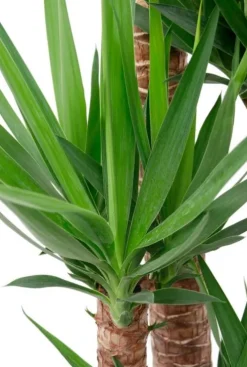 Yucca Elephantipes - Palmlelie