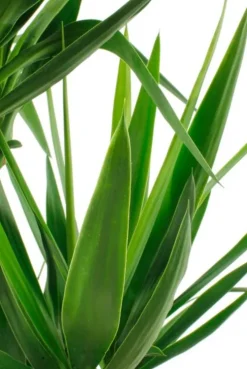 Yucca Elephantipes - Palmlelie