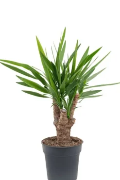 Yucca Elephantipes - Palmlelie
