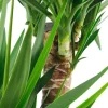Yucca Elephantipes - Palmlelie