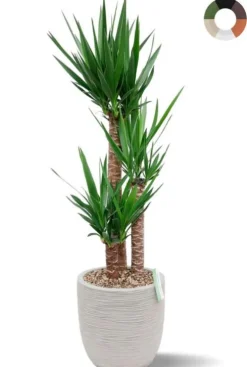 Yucca in Capi rib pot