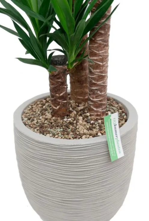 Yucca in Capi rib pot