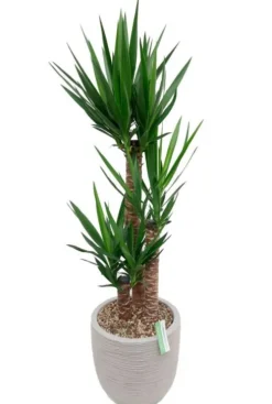 Yucca in Capi rib pot