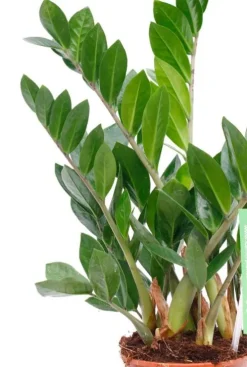 Zamioculcas Zamiifolia - ZZ-plant