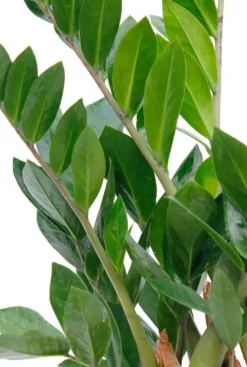 Zamioculcas Zamiifolia - ZZ-plant