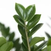 Zamioculcas zamiifolia - ZZ-plant