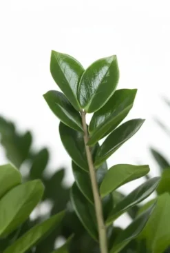 Zamioculcas zamiifolia - ZZ-plant