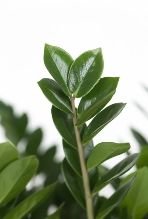 Zamioculcas zamiifolia - ZZ-plant