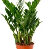Zamioculcas Zamiifolia - ZZ-plant