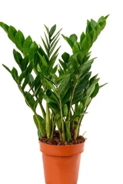 Zamioculcas Zamiifolia - ZZ-plant
