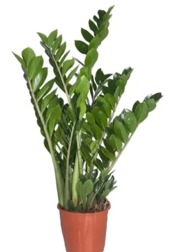 Zamioculcas Zamiifolia - ZZ-plant