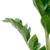 Zamioculcas Zamiifolia - ZZ-plant