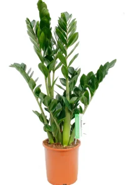 Zamioculcas Zamiifolia - ZZ-plant