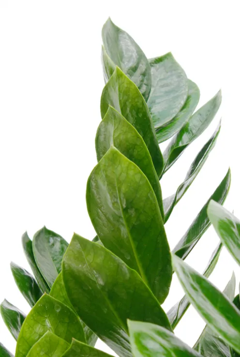 Zamioculcas Zamiifolia - ZZ-plant