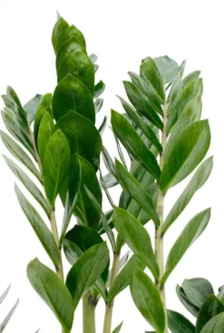 Zamioculcas Zamiifolia - ZZ-plant