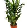 Zamioculcas Zamiifolia - ZZ-plant