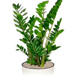 Zamioculcas Zamiifolia - ZZ-plant