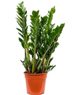 Zamioculcas Zamiifolia - ZZ-plant
