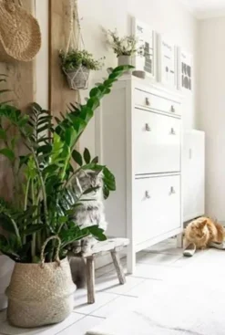 Zamioculcas Zamiifolia - ZZ-plant