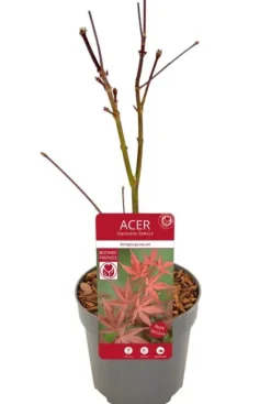 Acer Atropurpureum - Japanse esdoorn