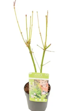 Acer Going Green - Japanse esdoorn