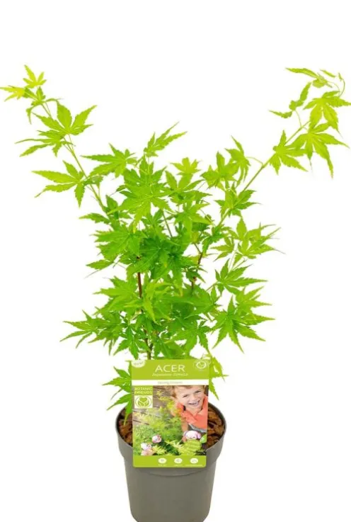 Acer Going Green - Japanse esdoorn