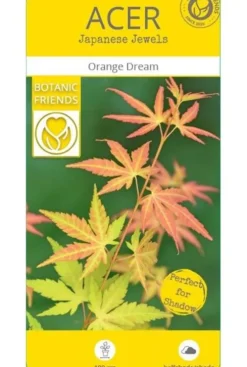 Acer Orange Dream - Japanse esdoorn