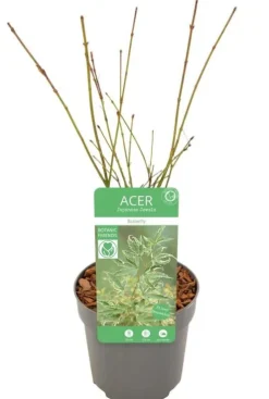 Acer palmatum Butterfly - Japanse esdoorn