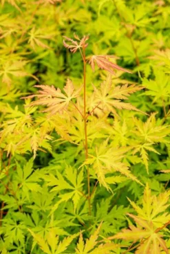 Acer Palmatum 'Orange Lace' - Japanse esdoorn