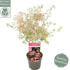 Acer Palmatum 'Taylor' ® - Japanse esdoorn