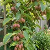 Actinidia arguta Ken's Red - Kiwibes