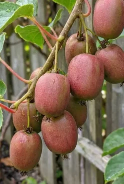 Actinidia arguta Ken's Red - Kiwibes