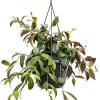 Aeschynanthus marmoratus - Lipstickplant